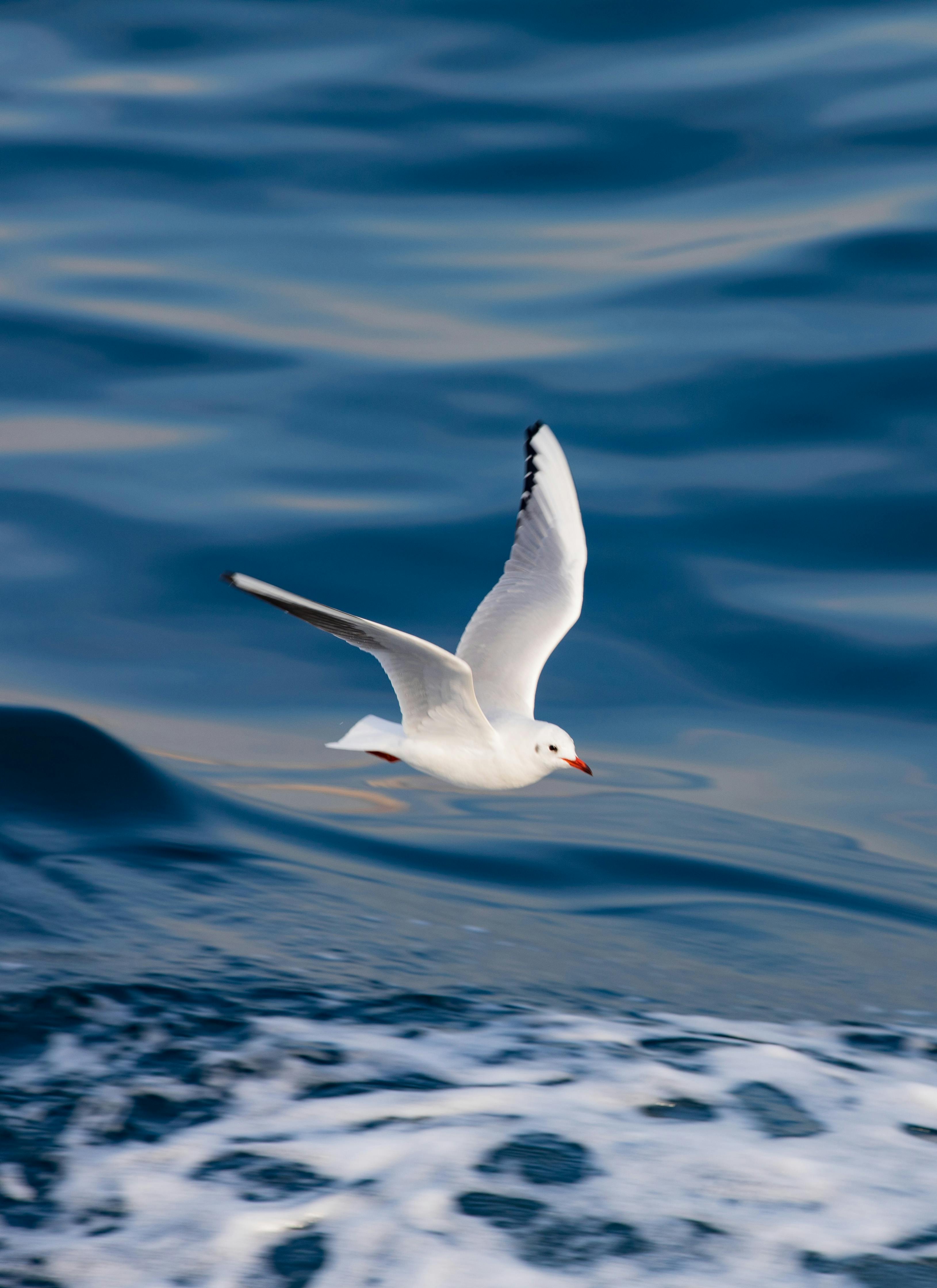 A white seagull soars above the blue ocean waves, showcasing elegance and freedom.