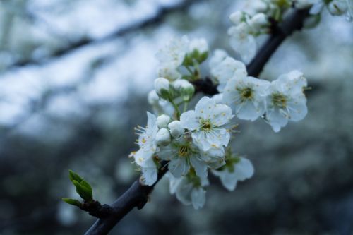 Free Detailed view of cherry blossoms blooming on a branch during springtime with a soft background. Stock Photo