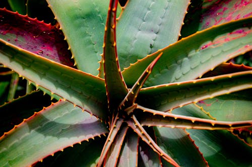 Close Up Photo of Succulent Plant