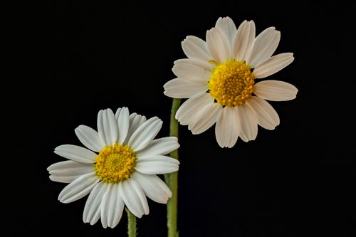 Free Detailed macro shot of two white daisies against a dark background, highlighting their natural beauty. Stock Photo