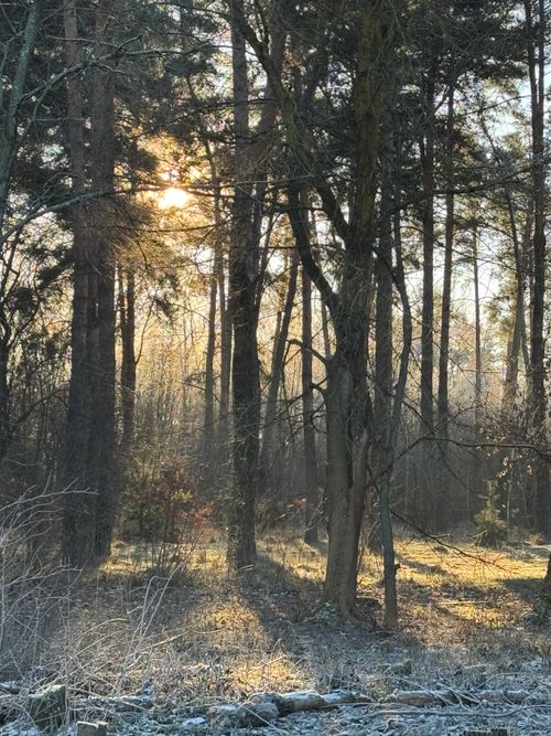 Free A serene winter forest scene with sunlight peeking through trees, creating a mystical atmosphere. Stock Photo