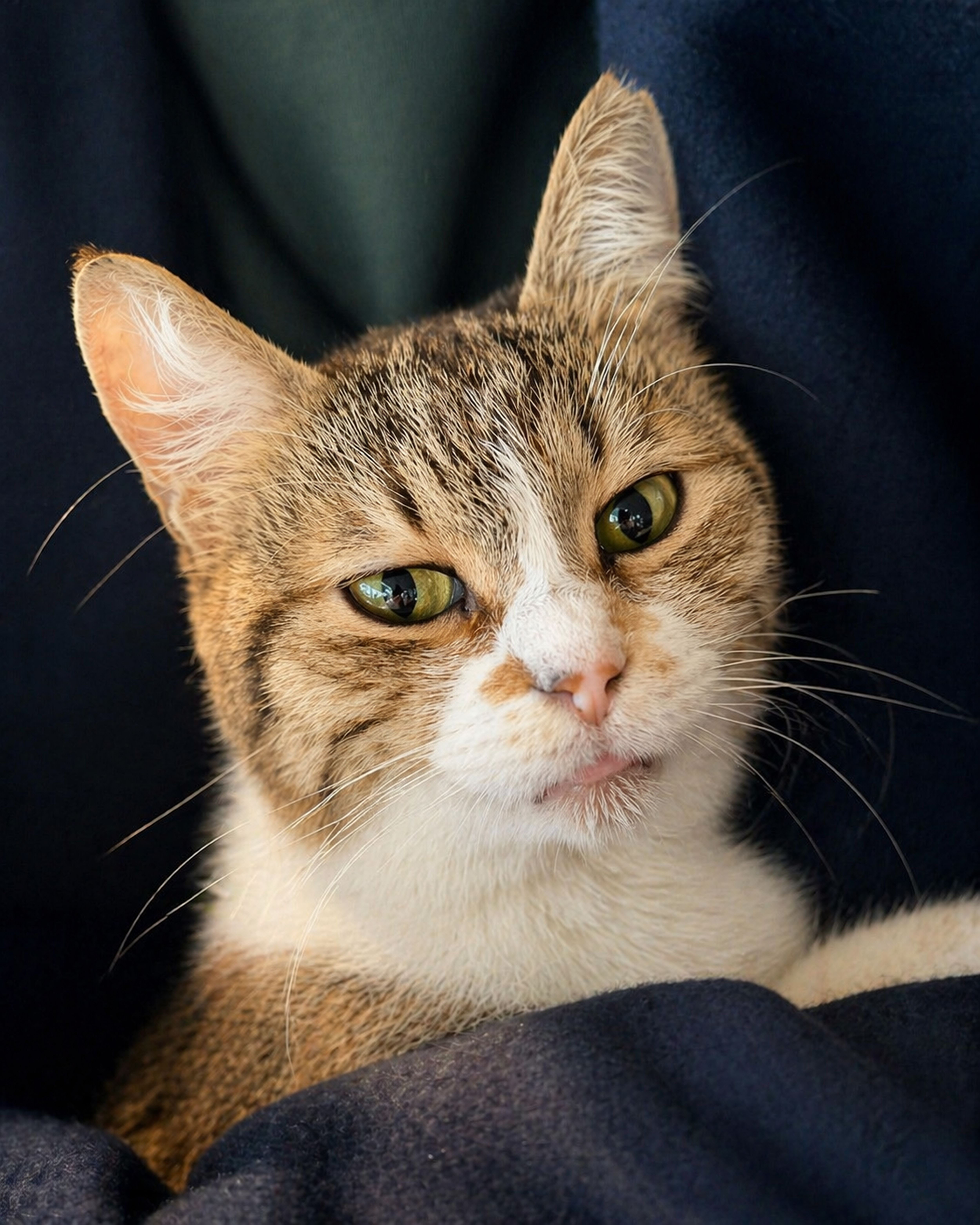 Detailed close-up of a content domestic cat lounging comfortably.
