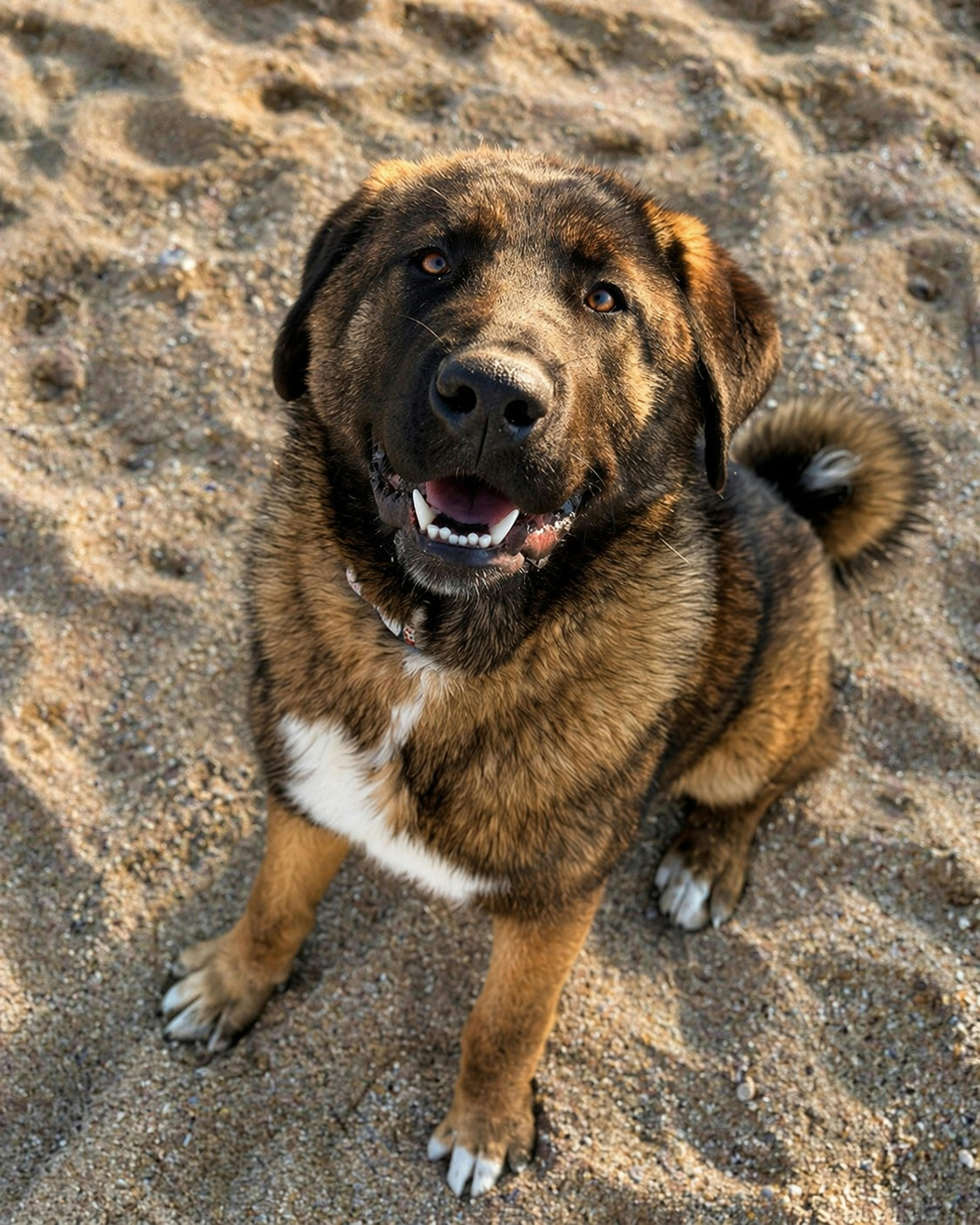 A playful dog with a sandy background enjoying a sunny day at the beach.