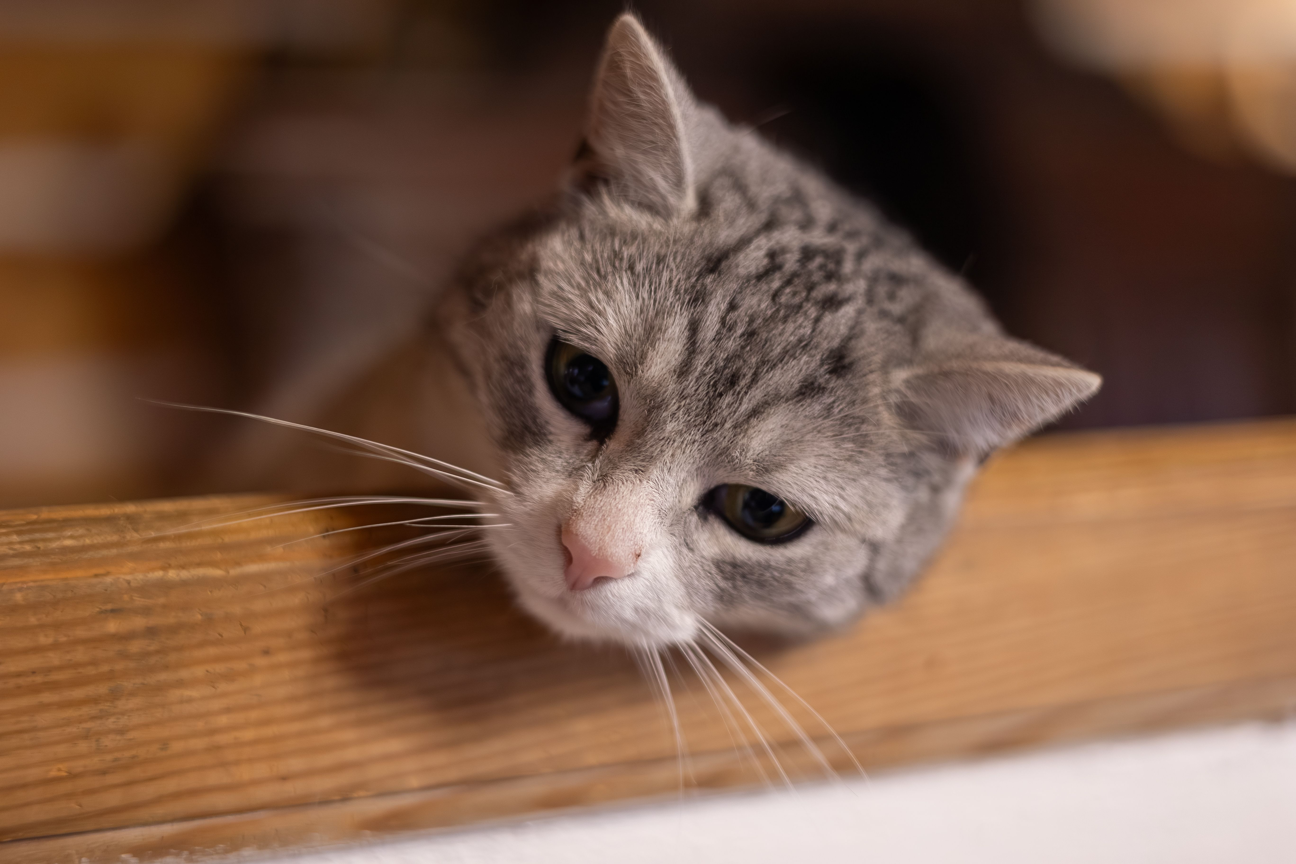 Veterinarian examining a cat during a checkup