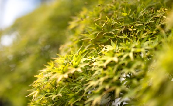 Vivid green maple leaves captured in a Japanese forest, showcasing natural beauty.
