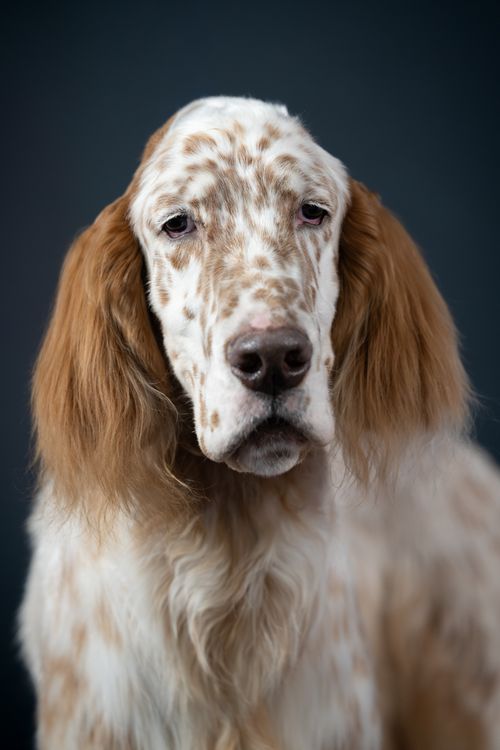 Free Close-up portrait of a distinguished English Setter dog with soft focus and neutral background. Stock Photo