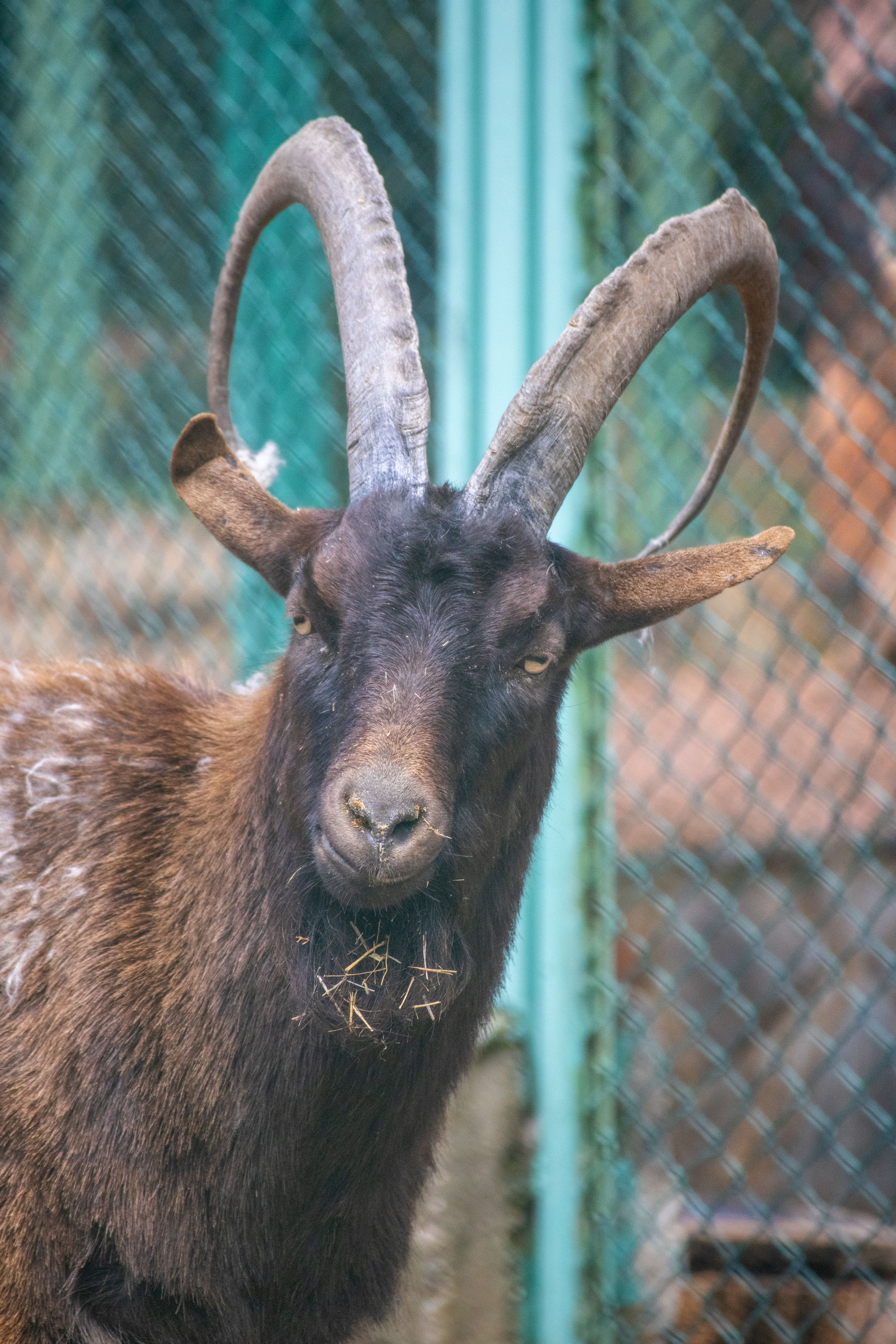 Barbary Sheep with Sharp Horns · Free Stock Photo