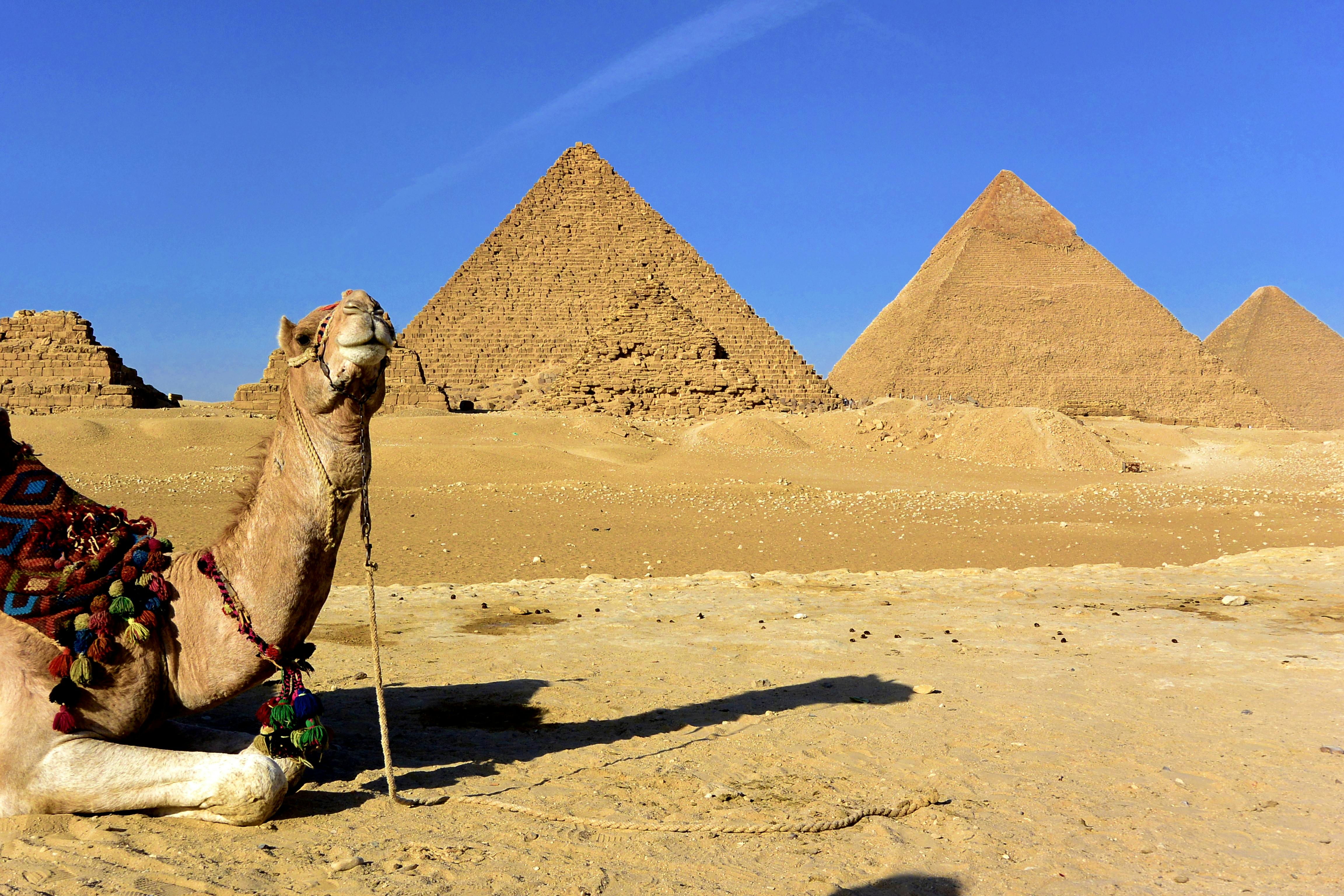 camel resting on ground