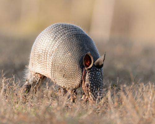 Free A detailed shot of an armadillo searching for food in a natural habitat. Stock Photo