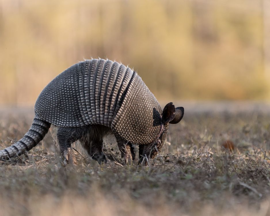 Nine-Banded Armadillo Foraging in Natural Habitat · Free Stock Photo