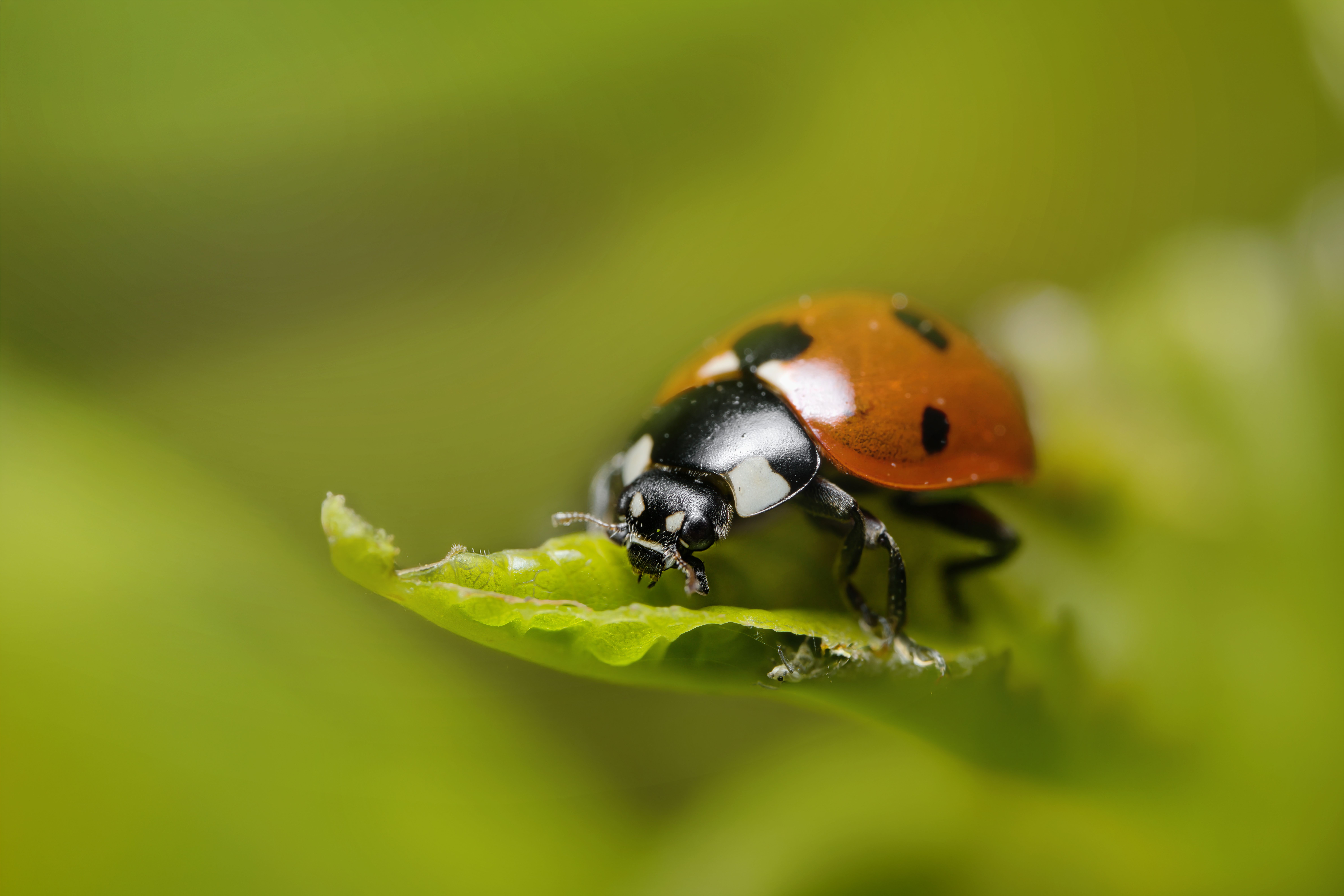 Detailed macro shot of a ladybug on a leaf, showcasing its vibrant colors.