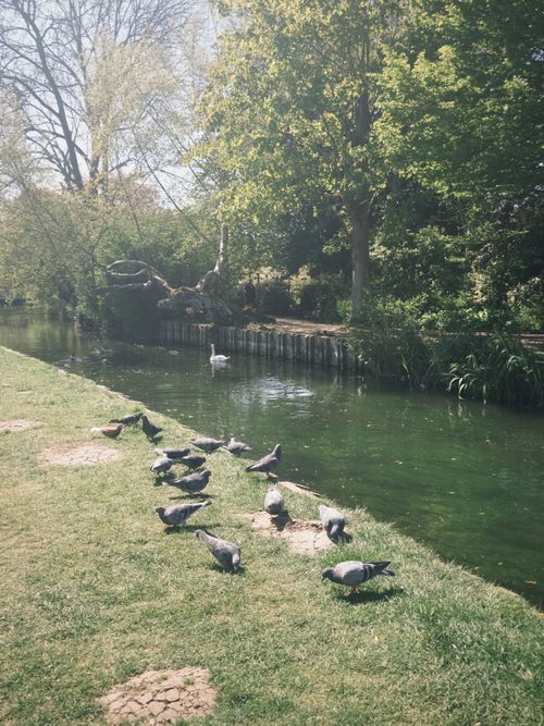 Free Pigeons gather by a tranquil river in a sunny Canterbury park, England. Stock Photo