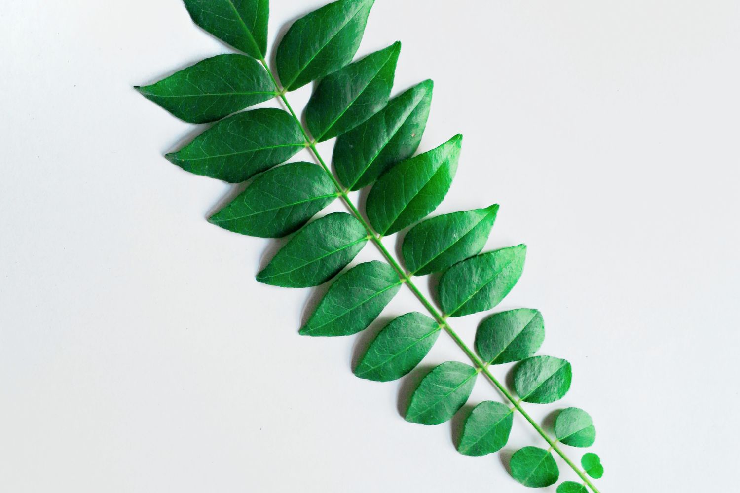 Curry Leaf - Flavors of India photo 1