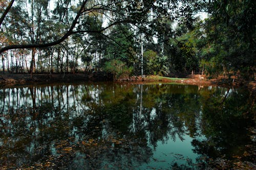 Arbres Verts à Côté Du Plan D'eau