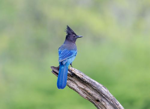 Free A vibrant Steller's Jay perched on a tree branch against a blurred green background. Stock Photo