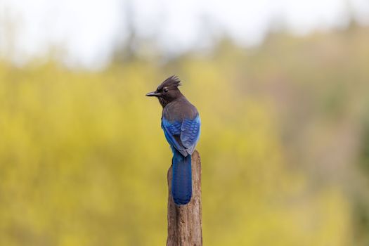 Beautiful Stellar's Jay resting on a post with a blurred yellow-green background.