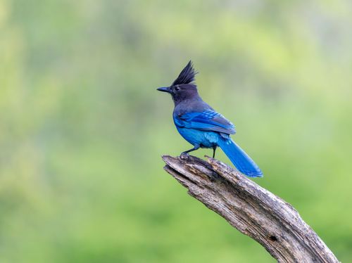Free Steller's Jay perched on a branch with vibrant blue plumage against a green blurred background. Stock Photo