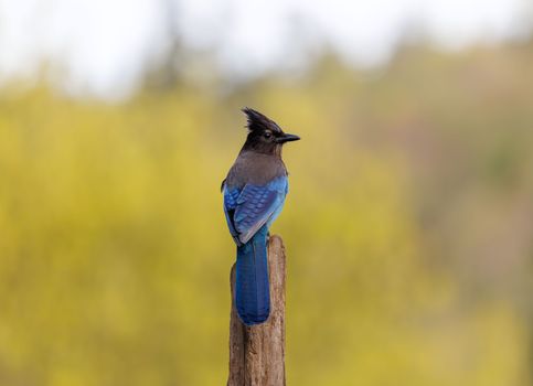 A vibrant Steller's Jay with blue plumage perched on a post against a blurred backdrop.