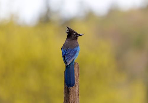 Free Steller's Jay (Cyanocitta stelleri) with vibrant blue feathers perched on a wooden post with blurred yellow background. Stock Photo