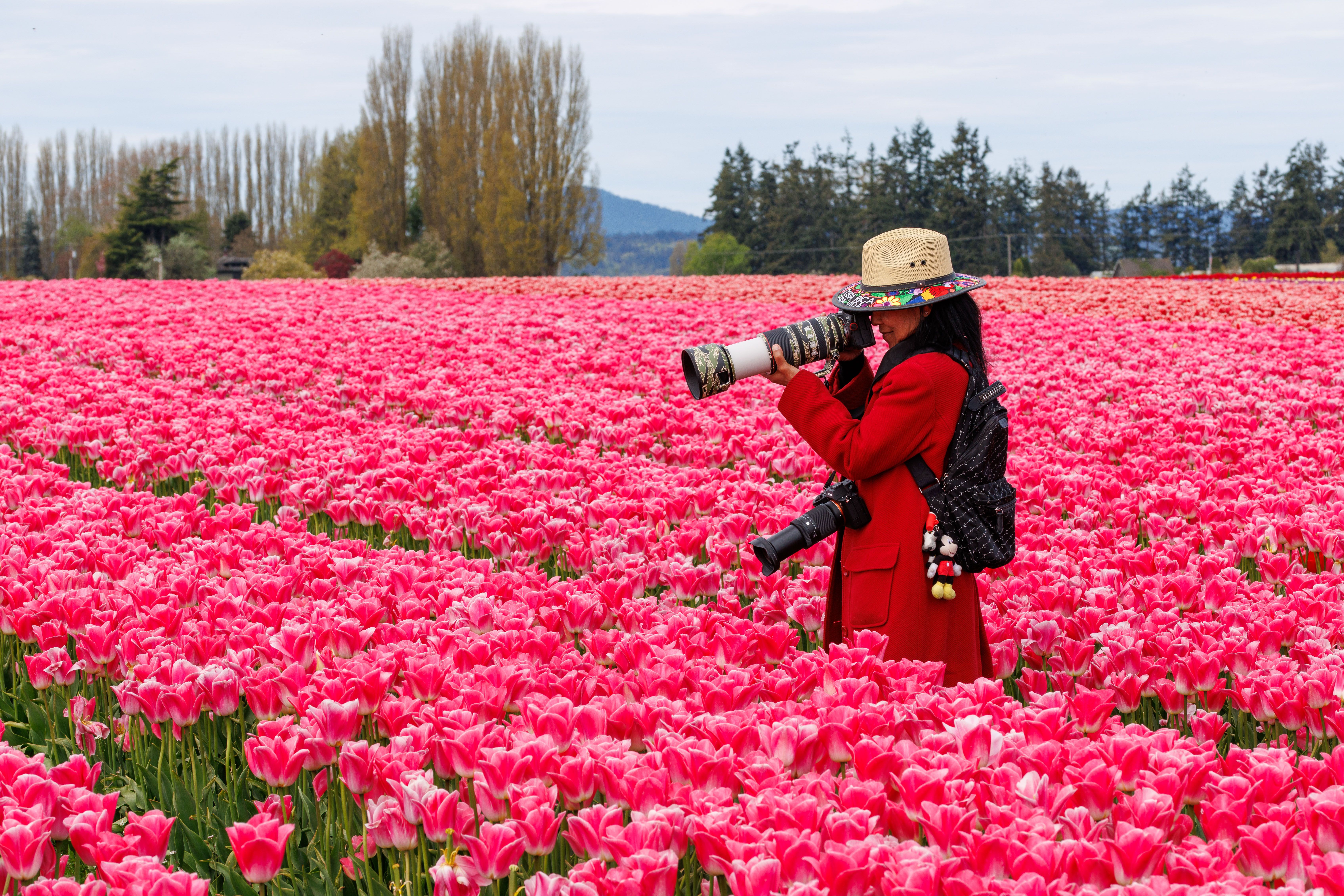 A woman takes photos in a vivid pink tulip field during springtime.