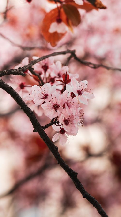 Free Close-up of pink cherry blossoms on a tree branch, embodying spring's beauty. Stock Photo