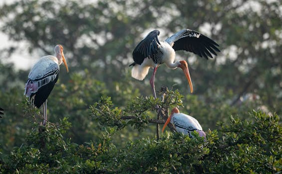 三只鹳栖息在郁郁葱葱的树枝上，展现了鸟类的美丽