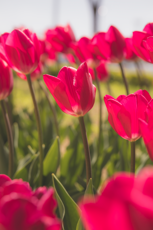 Free Bright red tulips basking in the sunlight, capturing the essence of spring with vivid color and natural beauty. Stock Photo