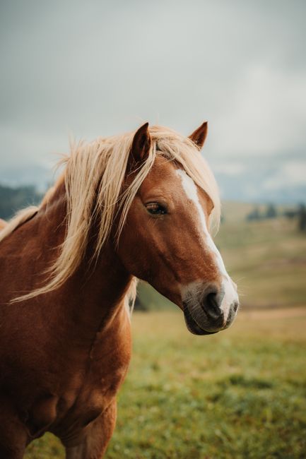 A beautiful brown horse with a blonde mane standing in a lush green pasture under a cloudy sky.
