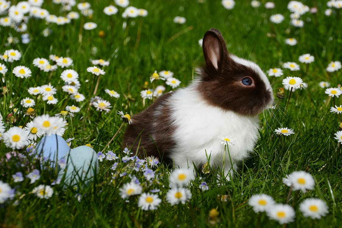 Yeşil çim Sahada Beyaz Ve Kahverengi Tavşan