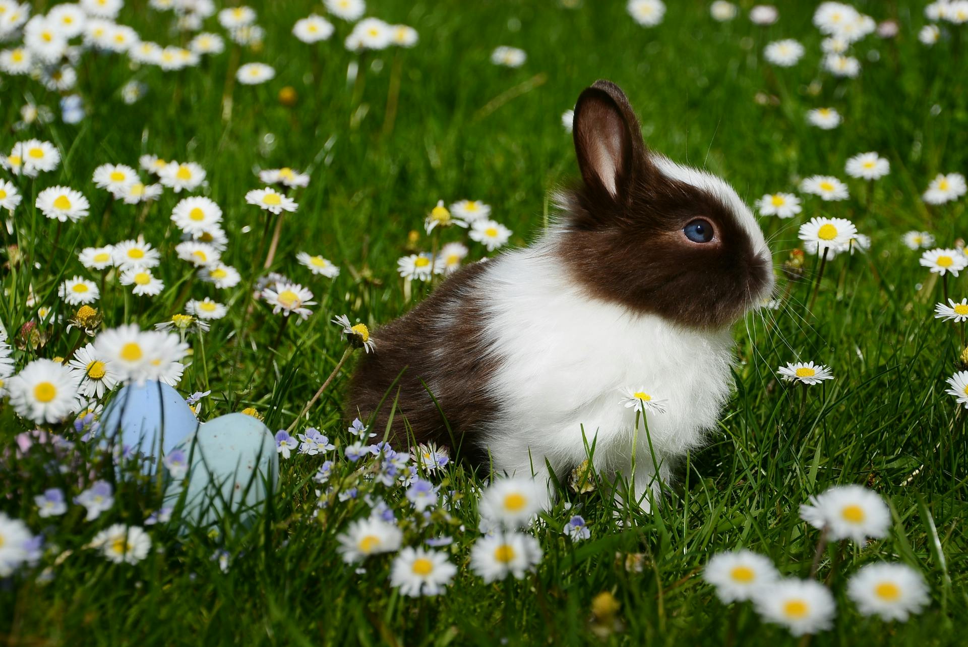 Un lapin blanc et brun dans un champ de verdure