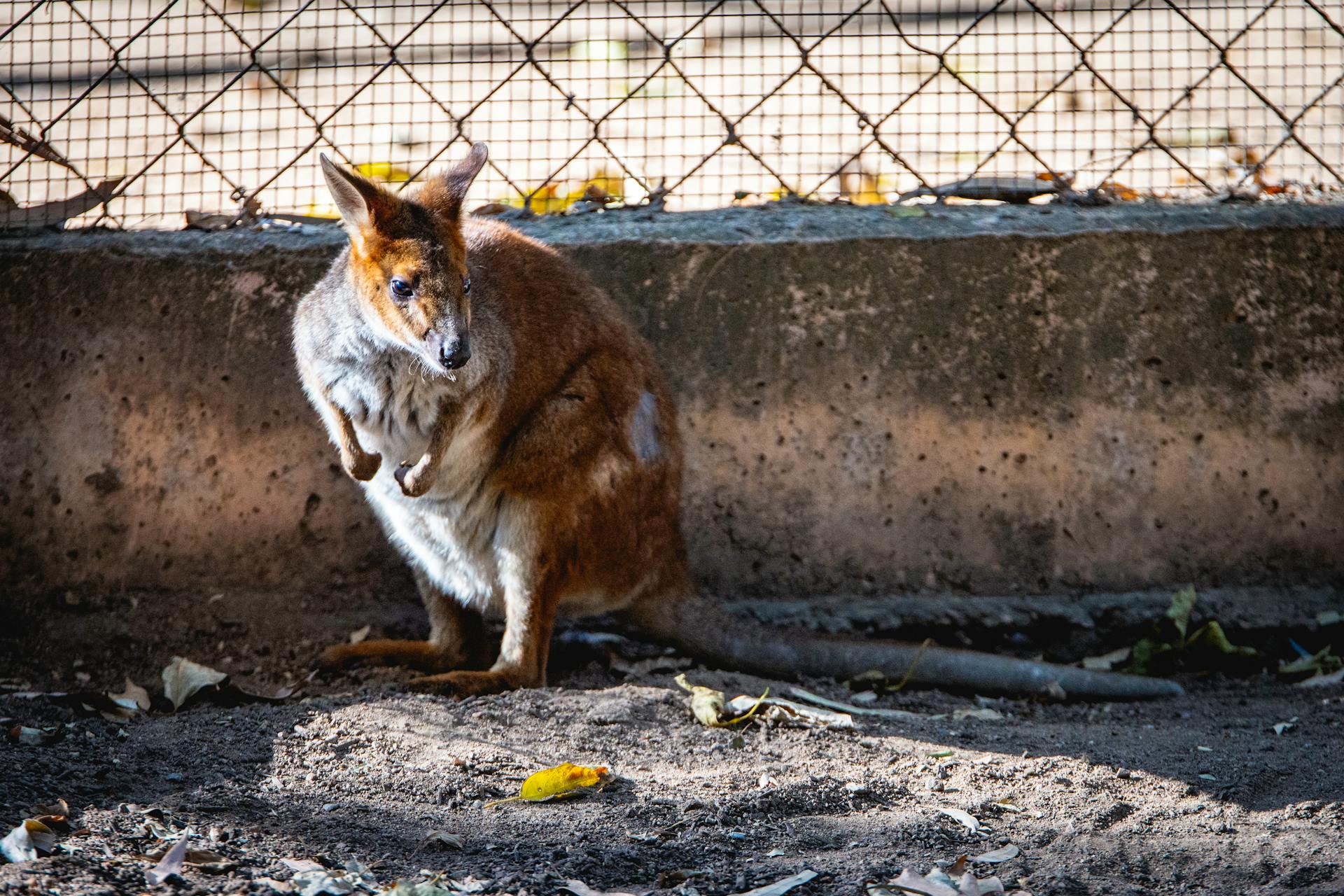 Wallaby Standing Beside Fences