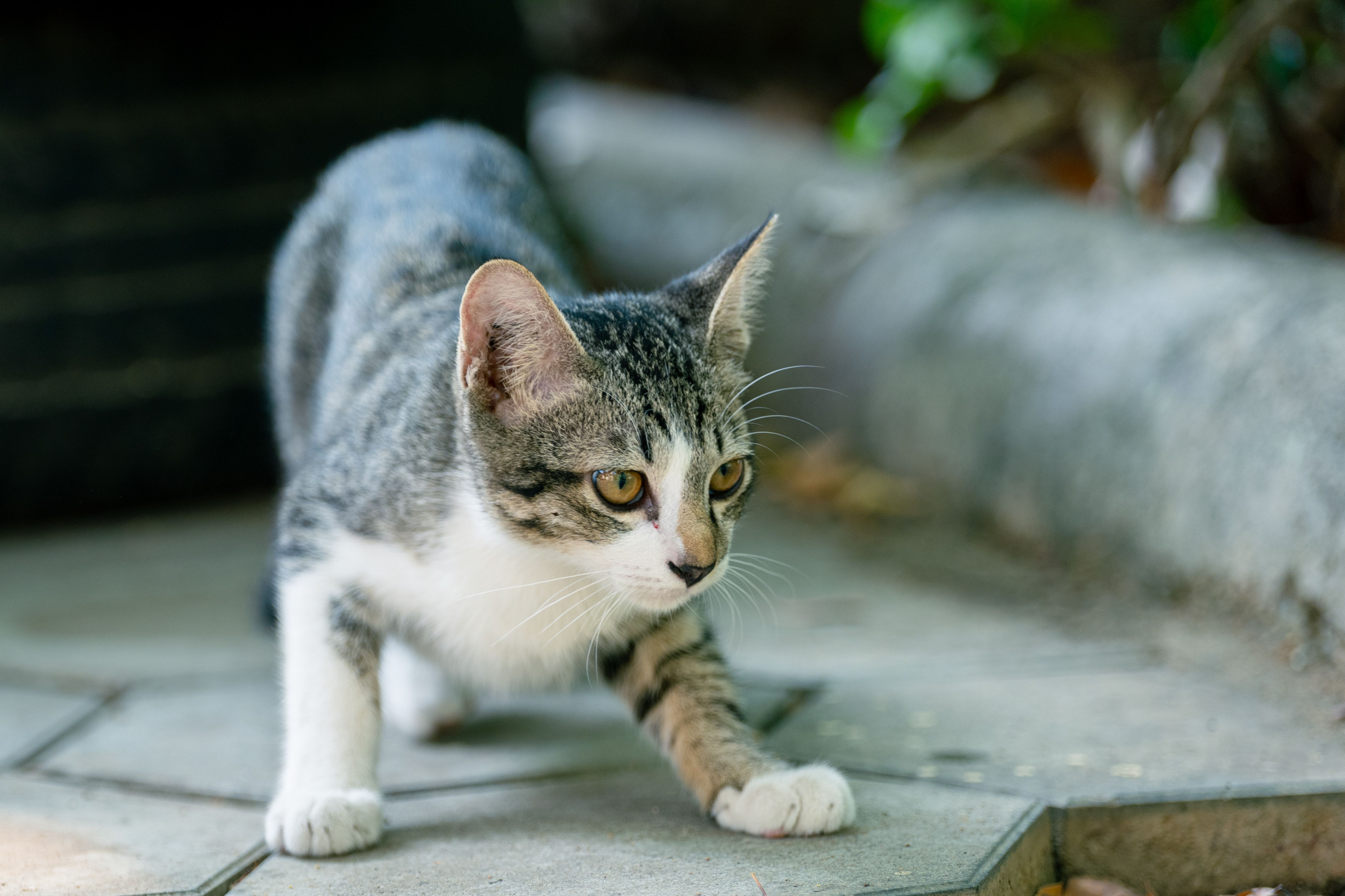 A content cat