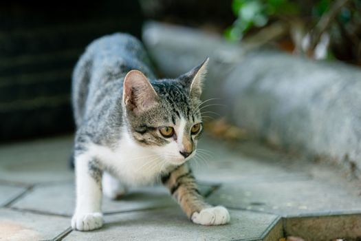 A curious cat exploring an outdoor garden path in Battambang Province, Cambodia.