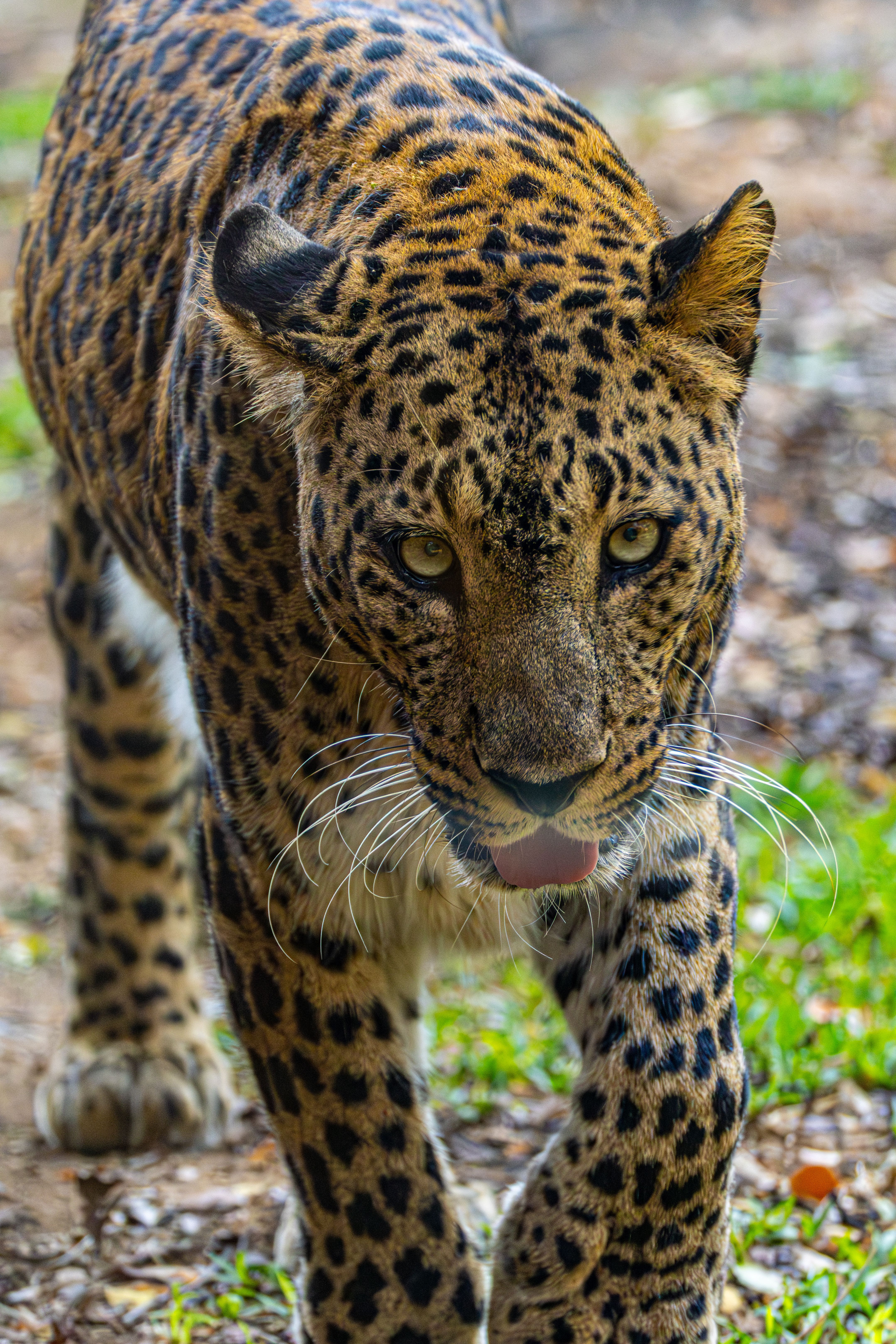 Majestic Leopard in Captivity Walking Forward · Free Stock Photo