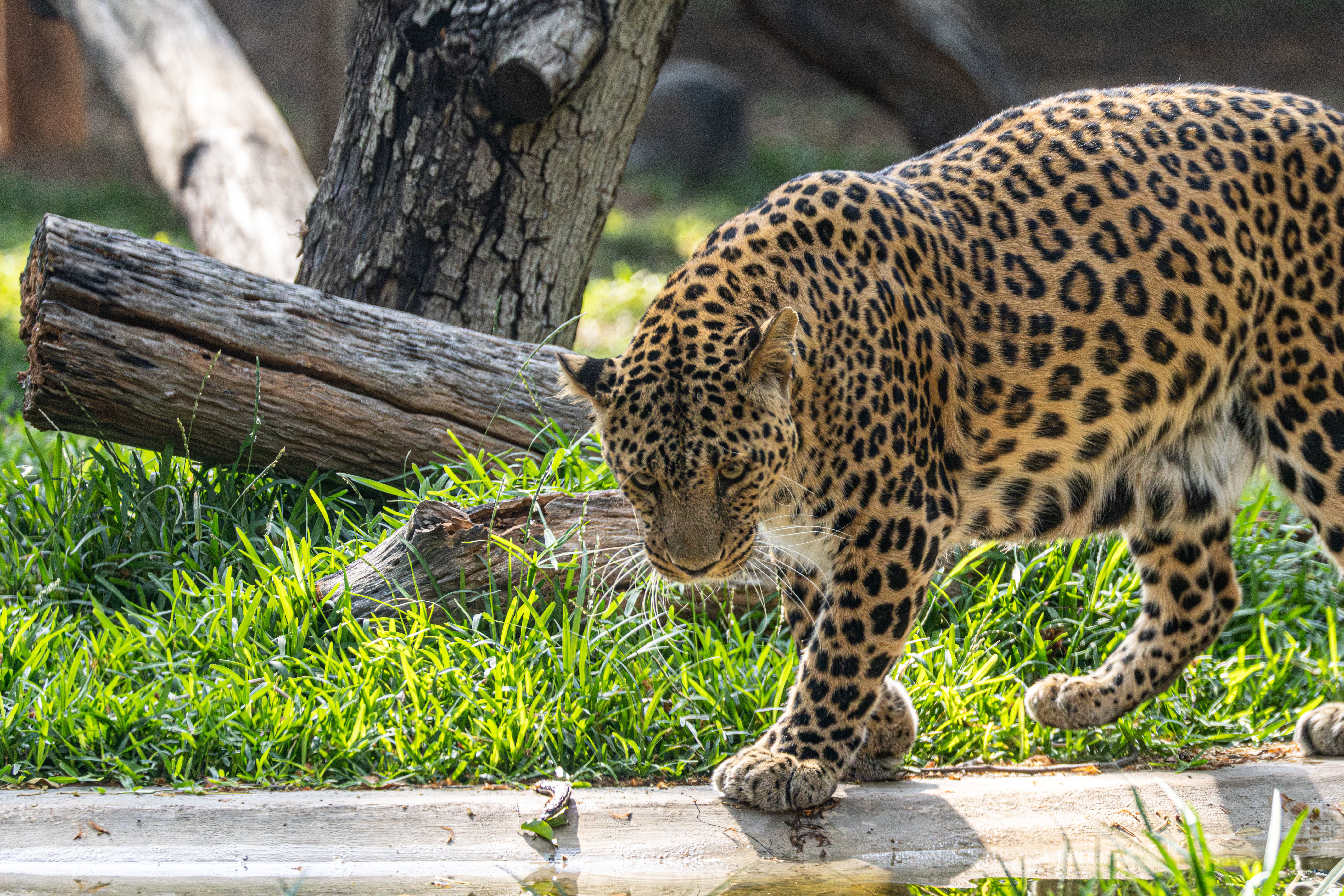 Carnivore Conservation Tour