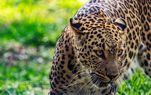 A leopard prowling through tall grass — photo by Regan Dsouza on Pexels