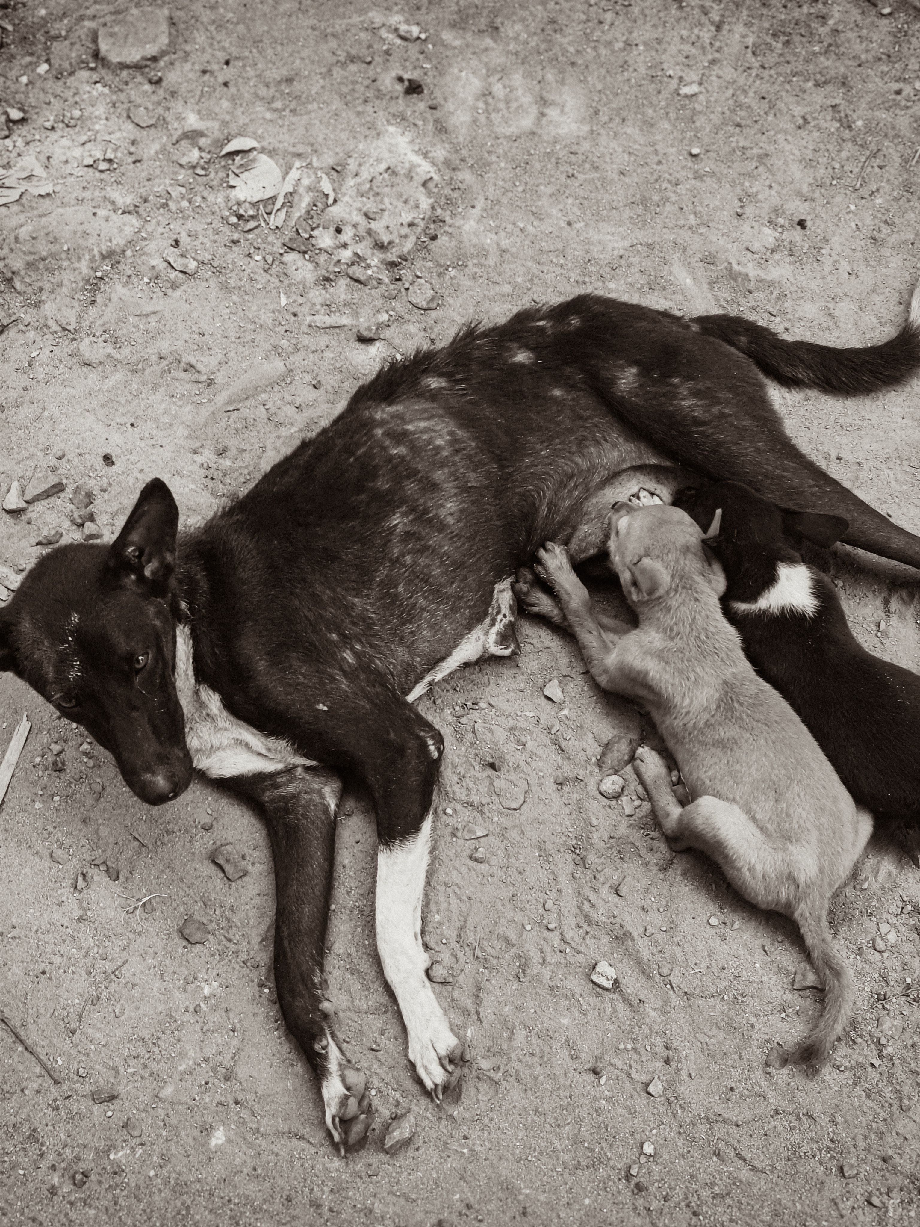 A mother dog nursing her puppies on a sandy dirt ground, showcasing maternal bonding in a rustic setting.