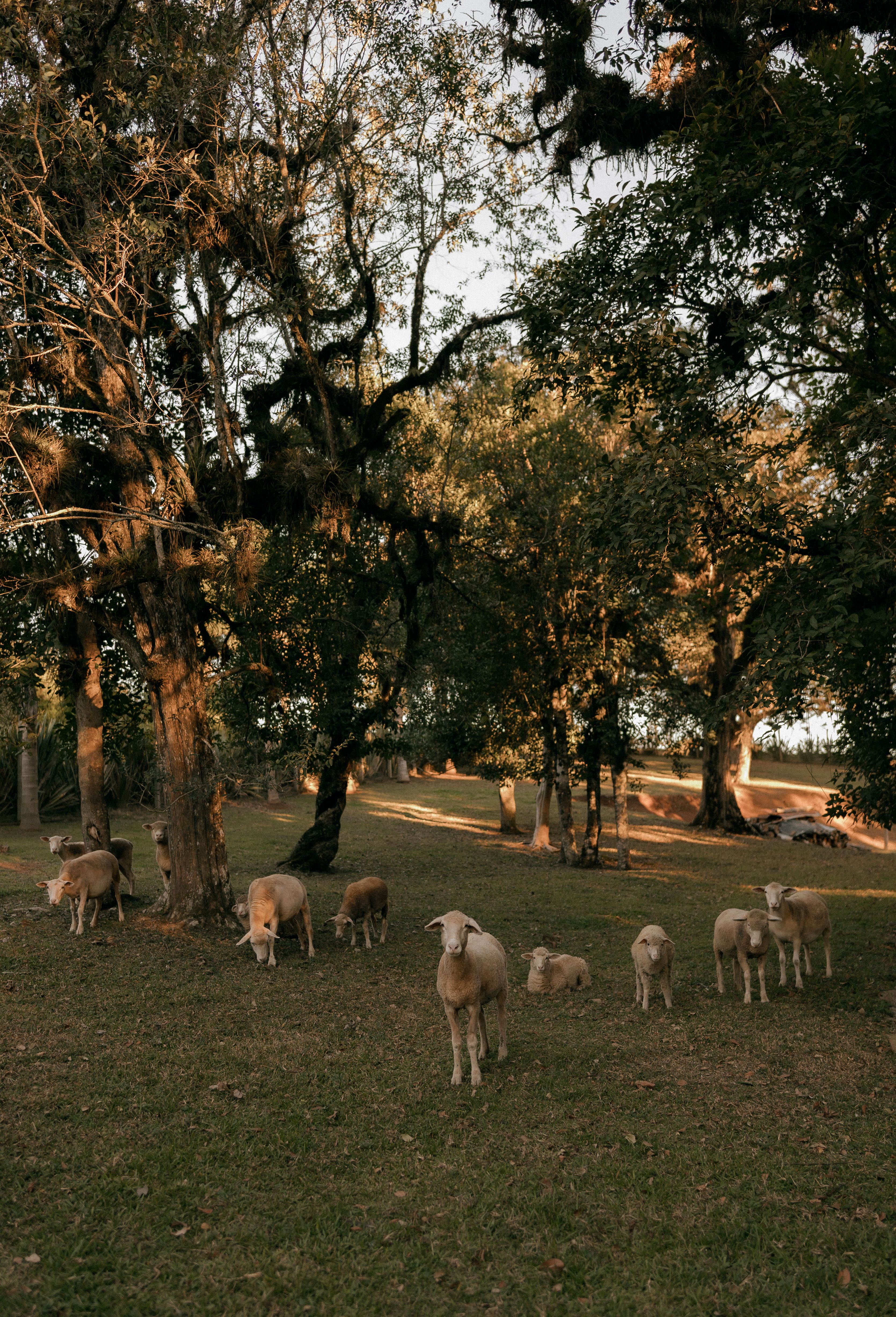 Sheep Grazing in a Sunlit Forest Clearing · Free Stock Photo