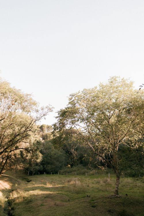 Free Serene daylight scene of trees in a lush forest, hinting at tranquility and nature's beauty. Stock Photo