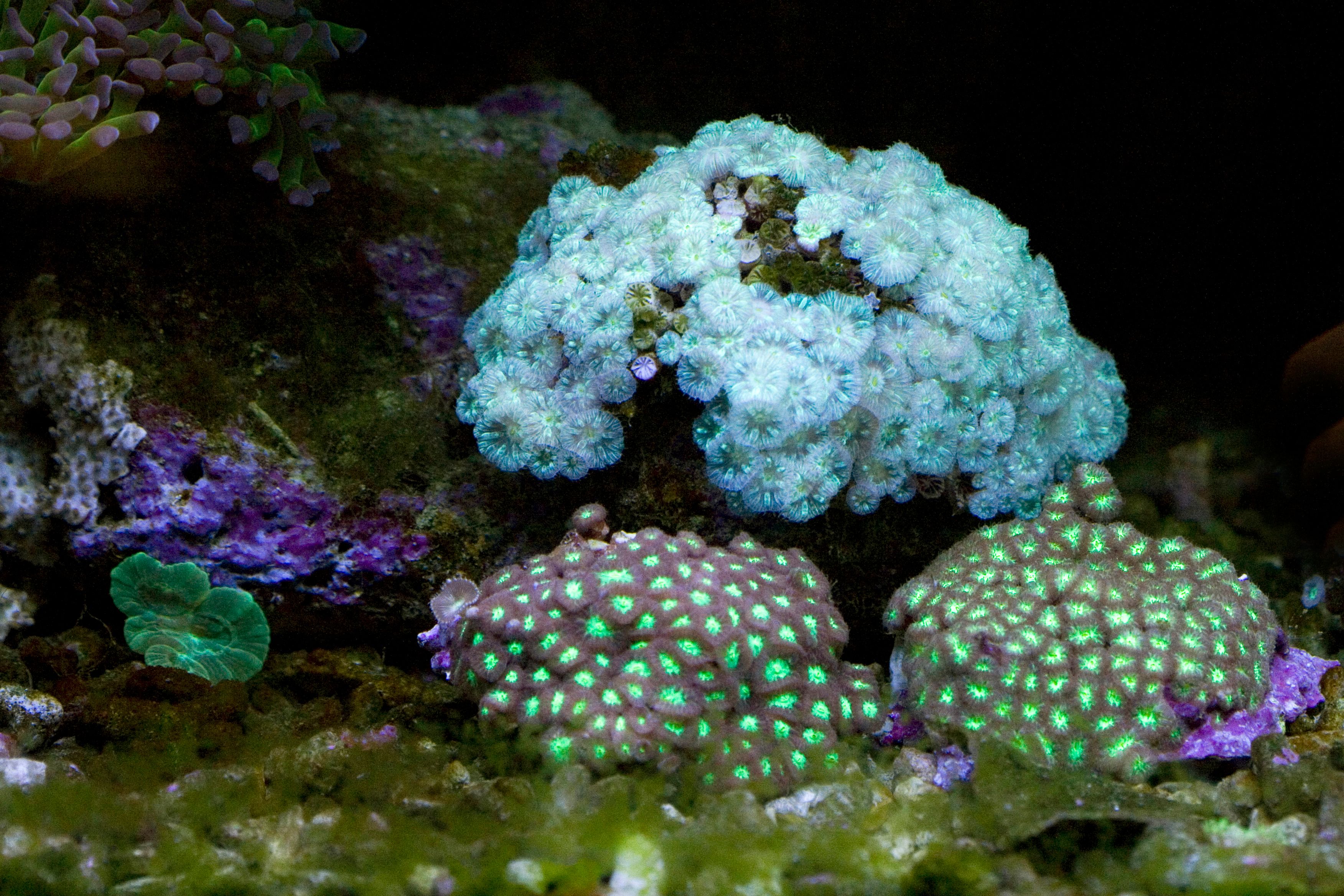 Colorful Coral Reef with Illuminated Polyps · Free Stock Photo