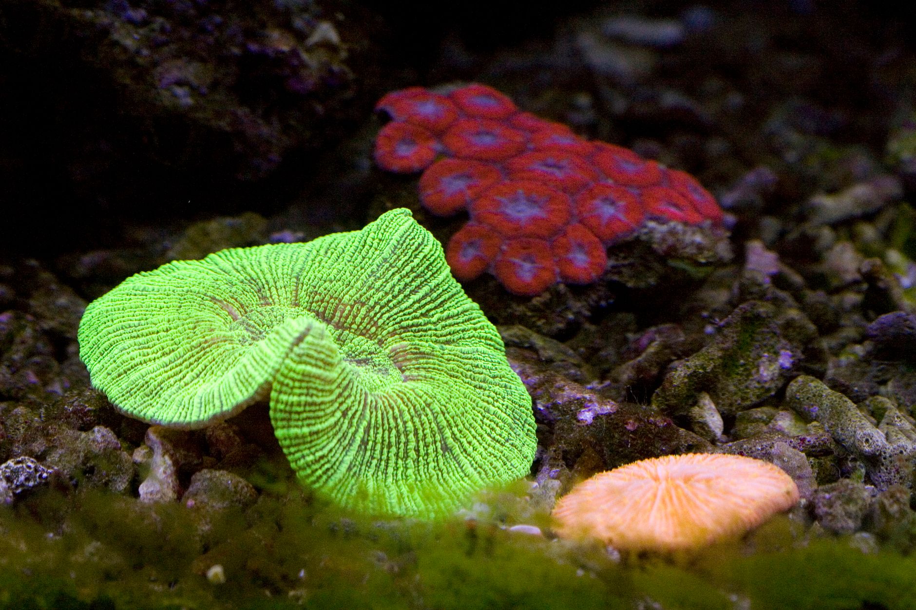 Close-up of colorful corals in an aquarium showcasing vibrant marine biodiversity.