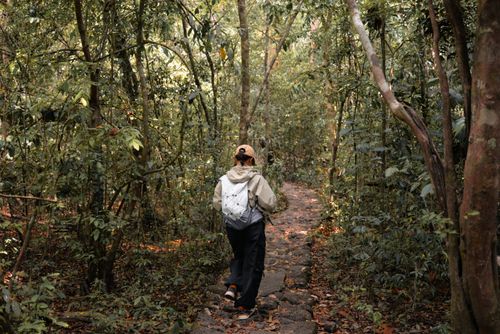 Free A person walks on a stone path through a dense, green forest, embracing nature's tranquility. Stock Photo