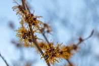 Vibrant witch hazel flowers bloom in early spring, Gothenburg, Sweden.
