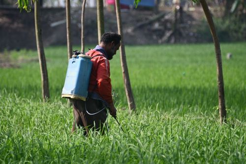 Free A farmer using a backpack sprayer to treat crops in a field in Rangpur, Bangladesh. Stock Photo