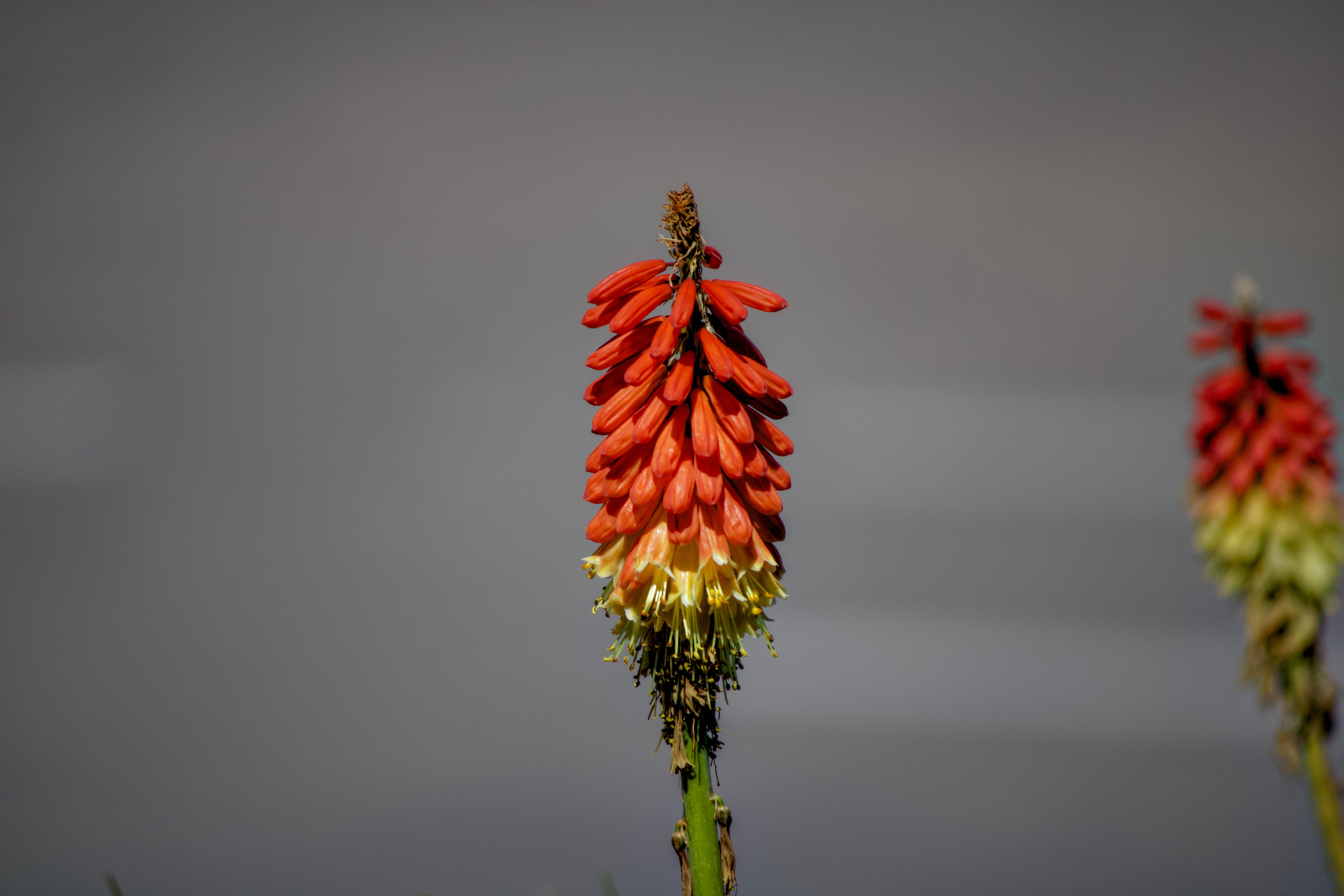 Vibrant Torch Lily in Full Bloom · Free Stock Photo