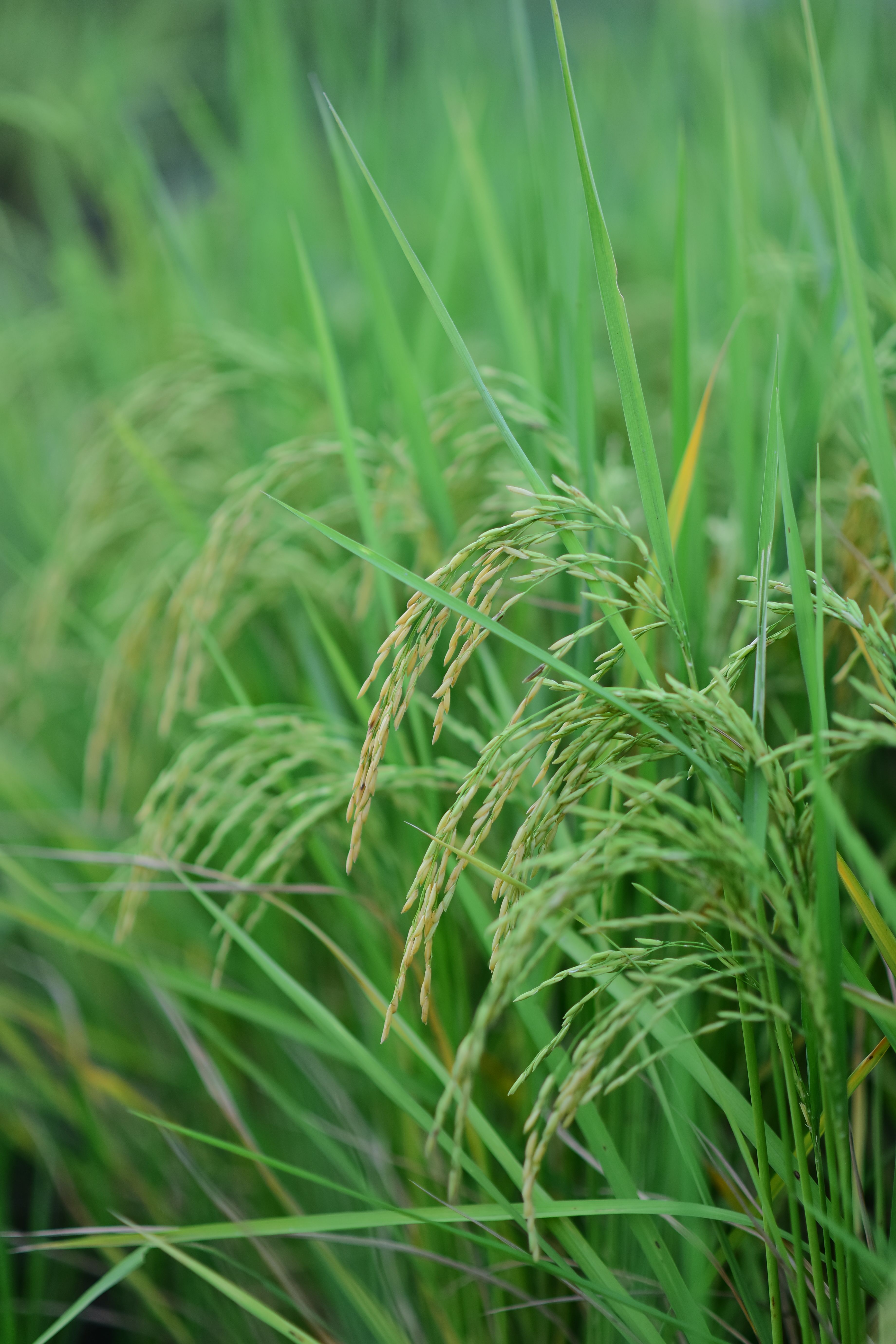 Rice Panicle Cluster Photos, Download The BEST Free Rice Panicle ...