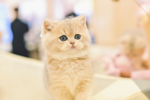 A cute fluffy kitten with blue eyes sits indoors, capturing hearts with its charming expression.