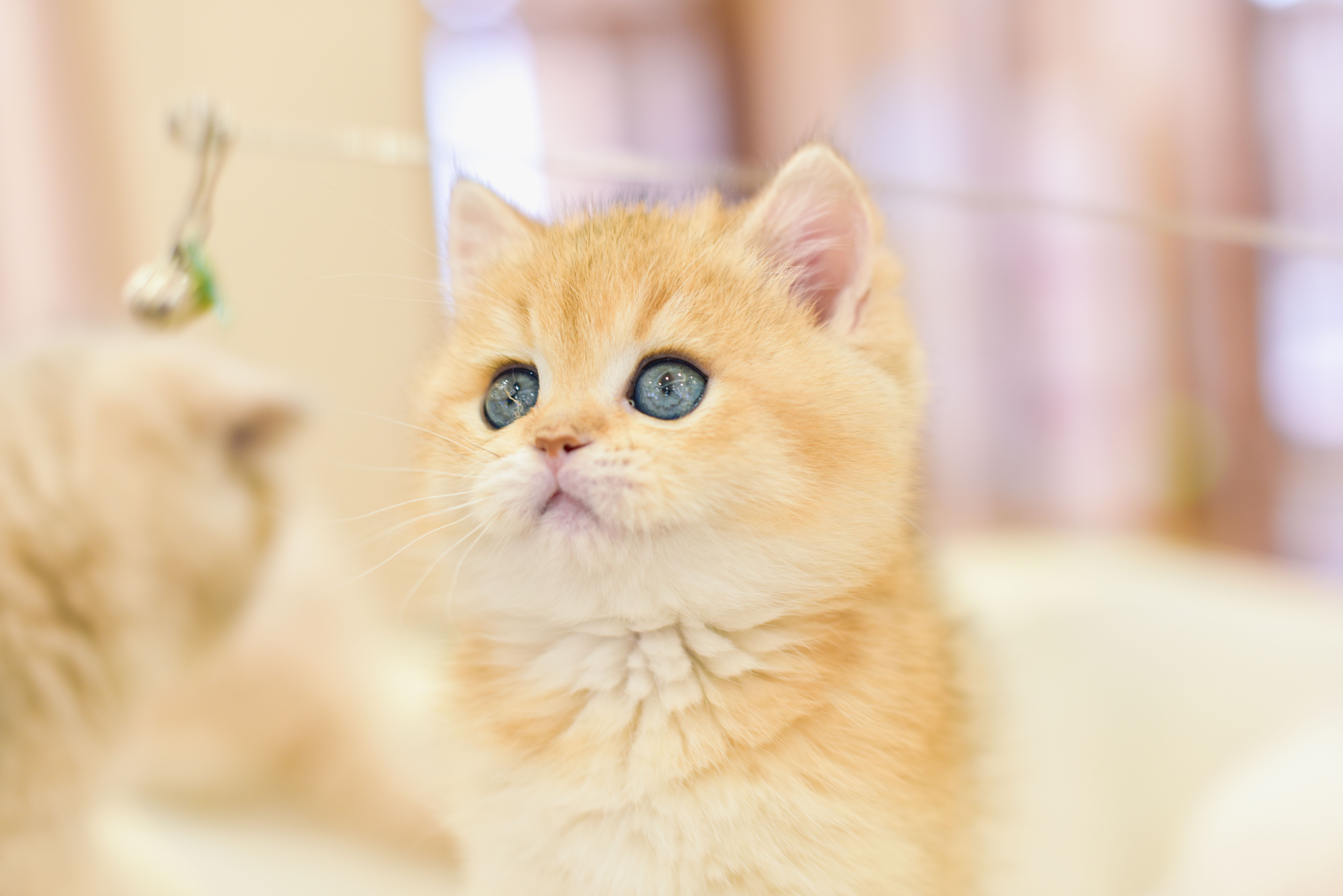 A fluffy golden kitten with striking blue eyes looking curiously indoors.