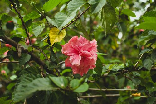 Free A vivid pink hibiscus flower surrounded by lush green foliage. Stock Photo