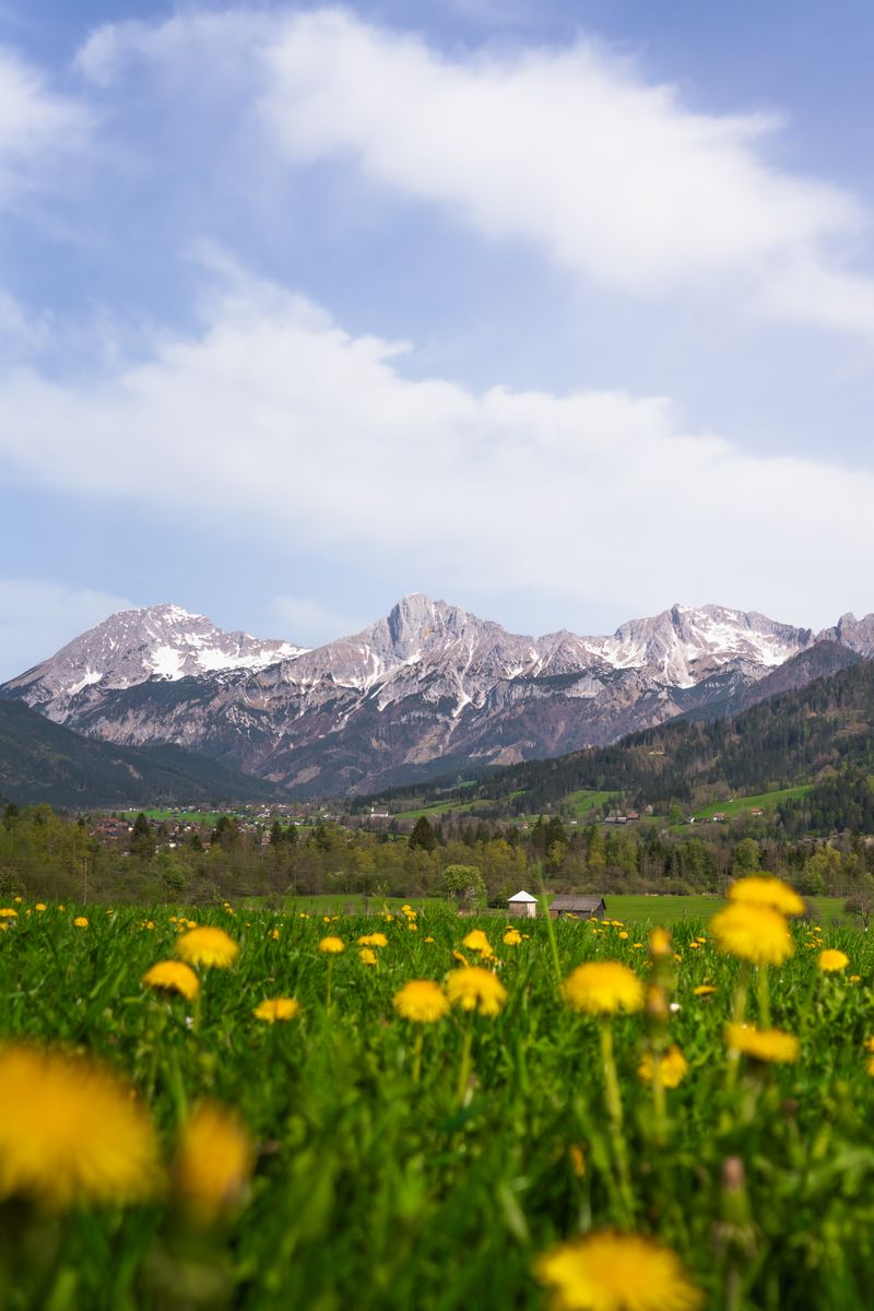 Vibrant dandelion field set against the majestic Austrian Alps in spring.
